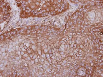 Anti-MPP1 antibody [N3C3] used in IHC (Paraffin sections) (IHC-P). GTX111341