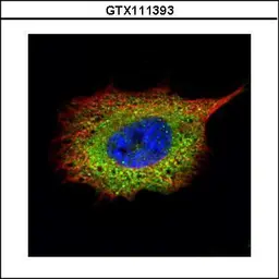 Anti-SQSTM1 / P62 antibody used in Immunocytochemistry/ Immunofluorescence (ICC/IF). GTX111393