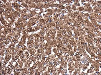 Anti-MVD antibody [N1C1] used in IHC (Paraffin sections) (IHC-P). GTX111425