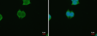 Anti-PSKH1 antibody used in Immunocytochemistry/ Immunofluorescence (ICC/IF). GTX111473