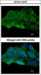 Anti-ZAK antibody [N1N2], N-term used in Immunocytochemistry/ Immunofluorescence (ICC/IF). GTX111477