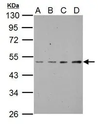 Anti-SSH3BP1 antibody used in Western Blot (WB). GTX111478