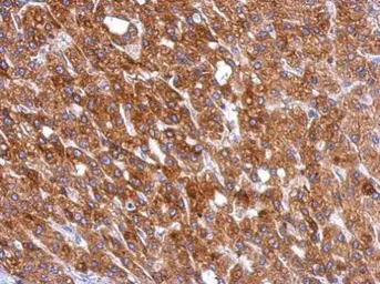 Anti-Calreticulin antibody used in IHC (Paraffin sections) (IHC-P). GTX111627