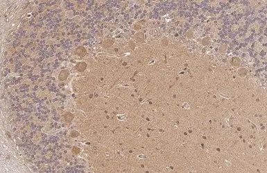 Anti-Transglutaminase 2 antibody [N3C3] used in IHC (Paraffin sections) (IHC-P). GTX111702