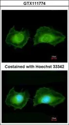 Anti-SGK3 antibody used in Immunocytochemistry/ Immunofluorescence (ICC/IF). GTX111774