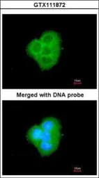 Anti-BCL2L10 antibody [N2C2], Internal used in Immunocytochemistry/ Immunofluorescence (ICC/IF). GTX111872