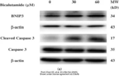 Anti-BNIP3L antibody used in Western Blot (WB). GTX111876