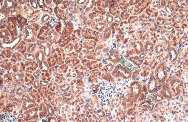 Anti-BNIP3L antibody used in IHC (Paraffin sections) (IHC-P). GTX111876