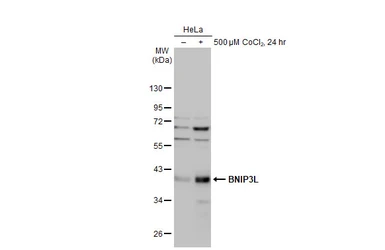 Anti-BNIP3L antibody used in Western Blot (WB). GTX111876