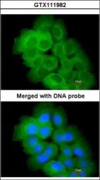 Anti-STK32C antibody [N2C3] used in Immunocytochemistry/ Immunofluorescence (ICC/IF). GTX111982