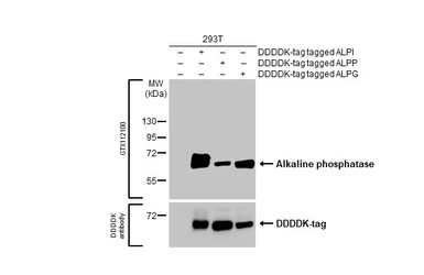 Anti-Alkaline phosphatase (intestinal) antibody used in Western Blot (WB). GTX112100