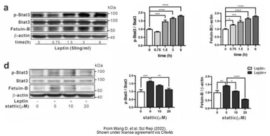 Anti-Fetuin B antibody used in Western Blot (WB). GTX112260