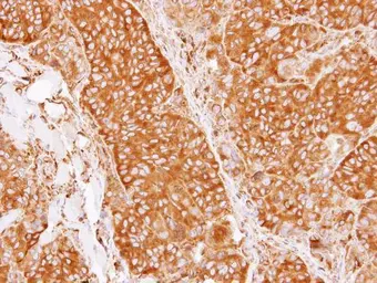 Anti-CRMP5 antibody [N1C1] used in IHC (Paraffin sections) (IHC-P). GTX112287