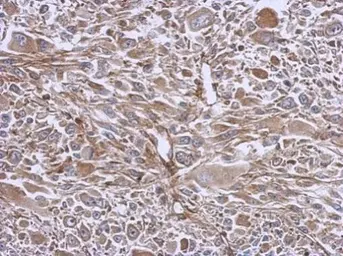 Anti-eIF3e antibody used in IHC (Paraffin sections) (IHC-P). GTX112342