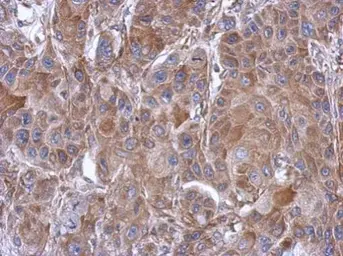 Anti-eIF3e antibody used in IHC (Paraffin sections) (IHC-P). GTX112342