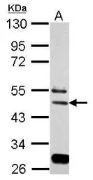 Anti-eIF3e antibody used in Western Blot (WB). GTX112342