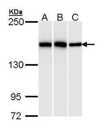 Anti-HDLBP antibody [N2C1], Internal used in Western Blot (WB). GTX112369