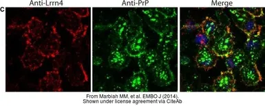 Anti-LRCH4 antibody [N1N3] used in Immunocytochemistry/ Immunofluorescence (ICC/IF). GTX112459