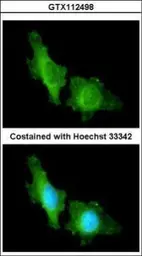 Anti-CNGA2 antibody [C1C3] used in Immunocytochemistry/ Immunofluorescence (ICC/IF). GTX112498