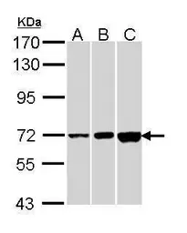 Anti-CNGA2 antibody [C1C3] used in Western Blot (WB). GTX112498