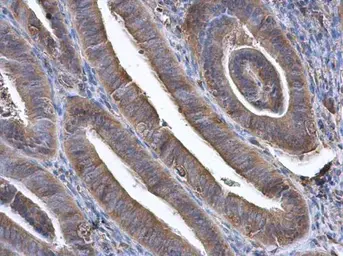 Anti-GBP3 antibody [N1C1] used in IHC (Paraffin sections) (IHC-P). GTX112554