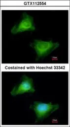 Anti-GBP3 antibody [N1C1] used in Immunocytochemistry/ Immunofluorescence (ICC/IF). GTX112554