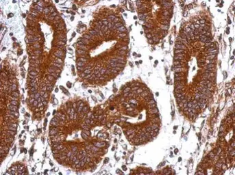 Anti-GANC antibody [N3C2], Internal used in IHC (Paraffin sections) (IHC-P). GTX112559