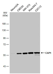 Anti-CAP1 antibody [C1C3] used in Western Blot (WB). GTX112578