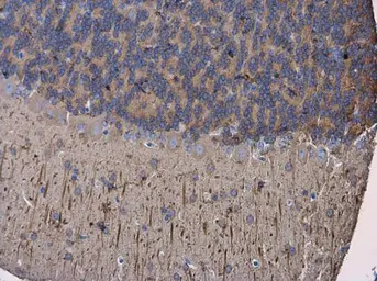 Anti-MAP2 antibody [HM-2] used in IHC (Paraffin sections) (IHC-P). GTX11267