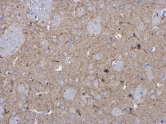 Anti-MAP2 antibody [HM-2] used in IHC (Paraffin sections) (IHC-P). GTX11267