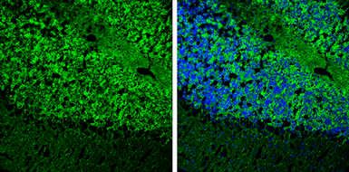 Anti-MAP2 antibody [HM-2] used in IHC (Frozen sections) (IHC-Fr). GTX11267