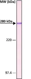 Anti-MAP2 antibody [HM-2] used in Western Blot (WB). GTX11267