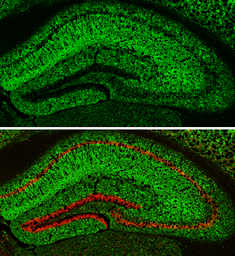 Anti-MAP2 antibody [HM-2] used in IHC (Frozen sections) (IHC-Fr). GTX11267