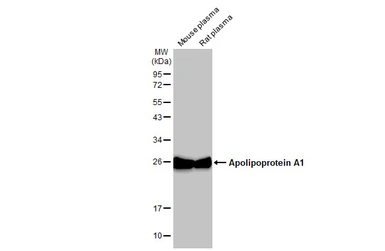 Anti-Apolipoprotein A1 antibody used in Western Blot (WB). GTX112692
