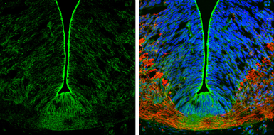 Anti-N-Cadherin antibody [N2C1], Internal used in IHC (Frozen sections) (IHC-Fr). GTX112733