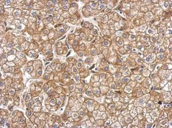 Anti-N-Cadherin antibody [N2C1], Internal used in IHC (Paraffin sections) (IHC-P). GTX112733