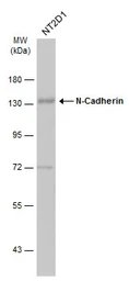 Anti-N-Cadherin antibody [N1N3] used in Western Blot (WB). GTX112734