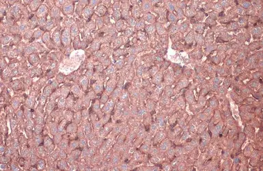 Anti-N-Cadherin antibody [N1N3] used in IHC (Paraffin sections) (IHC-P). GTX112734