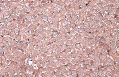 Anti-N-Cadherin antibody [N1N3] used in IHC (Paraffin sections) (IHC-P). GTX112734