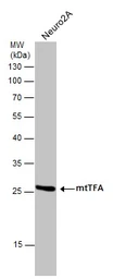 Anti-mtTFA antibody used in Western Blot (WB). GTX112760