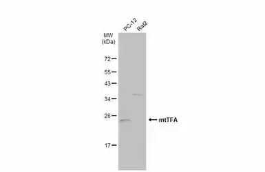 Anti-mtTFA antibody used in Western Blot (WB). GTX112760