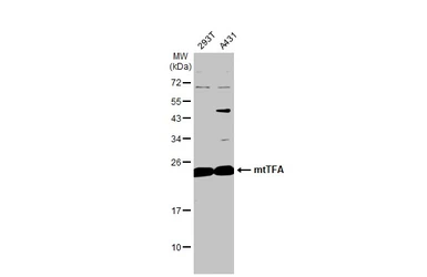 Anti-mtTFA antibody used in Western Blot (WB). GTX112760