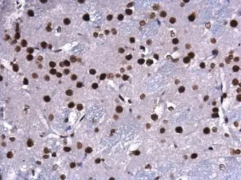 Anti-CREB antibody used in IHC (Paraffin sections) (IHC-P). GTX112846