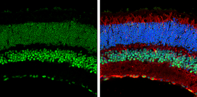 Anti-CREB antibody used in IHC (Frozen sections) (IHC-Fr). GTX112846