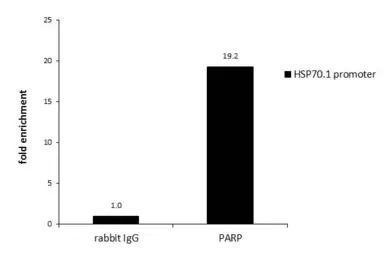 Anti-PARP antibody [N2C1], Internal used in ChIP assay (ChIP assay). GTX112864