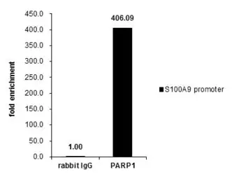 Anti-PARP antibody [N2C1], Internal used in ChIP assay (ChIP assay). GTX112864