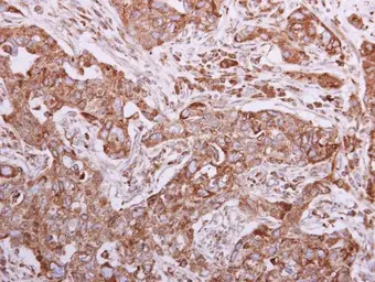 Anti-Calnexin antibody used in IHC (Paraffin sections) (IHC-P). GTX112886