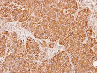 Anti-Calnexin antibody used in IHC (Paraffin sections) (IHC-P). GTX112886