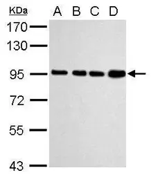 Anti-Calnexin antibody used in Western Blot (WB). GTX112886