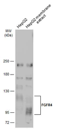 Anti-FGFR4 antibody [N3C2], Internal used in Western Blot (WB). GTX112935